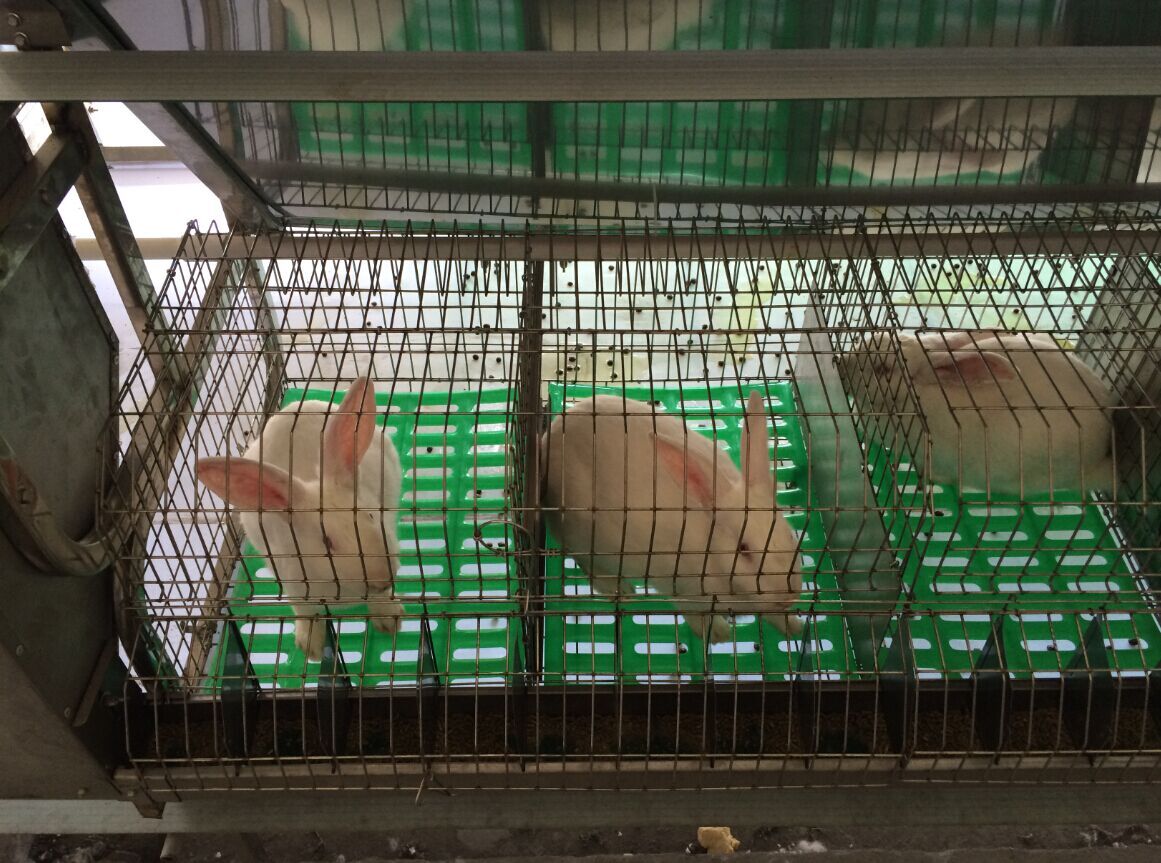 乐丰 养殖设备 干养式不锈钢实验兔笼 连体自动化三层兔笼 繁育笼-阿里巴巴