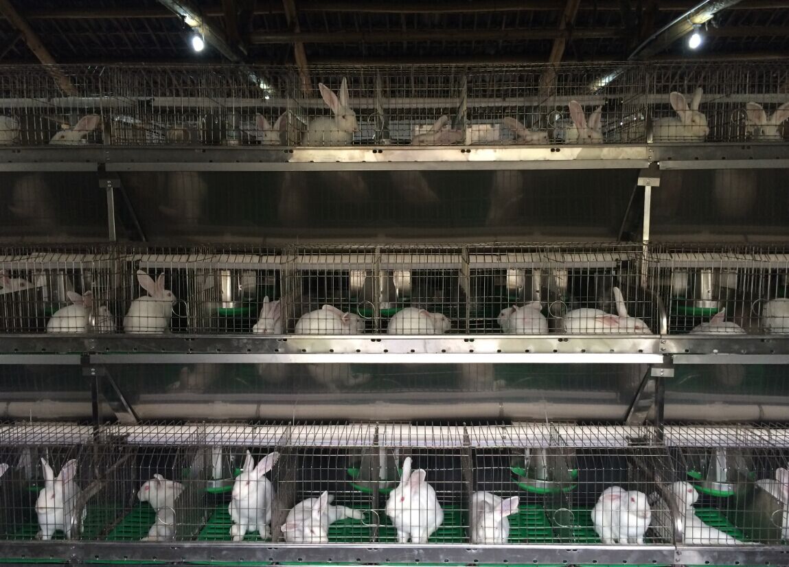 免清粪兔笼，肉兔獭兔 长毛兔养殖兔笼设备 安装-阿里巴巴